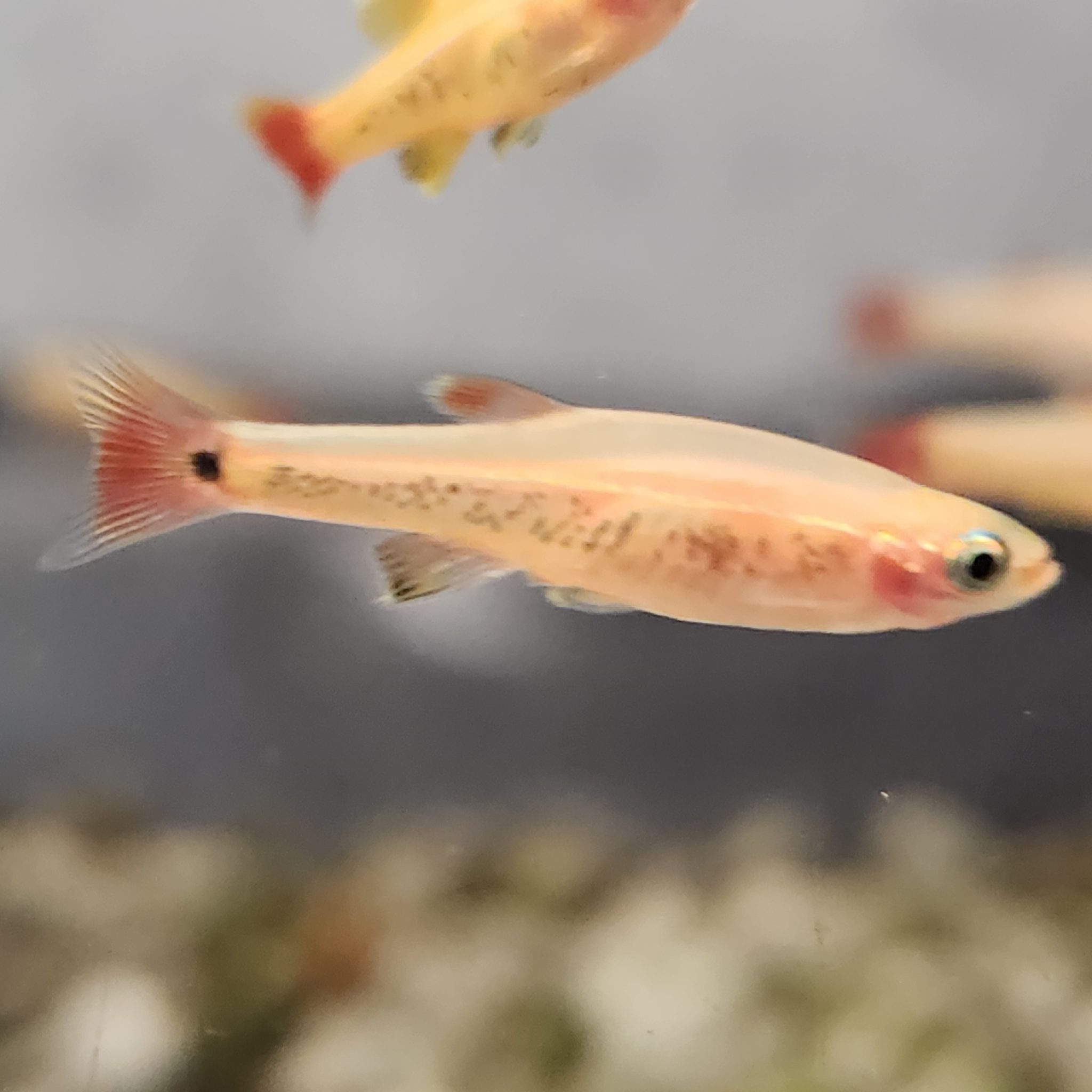 White Cloud Mountain Minnows – Golden