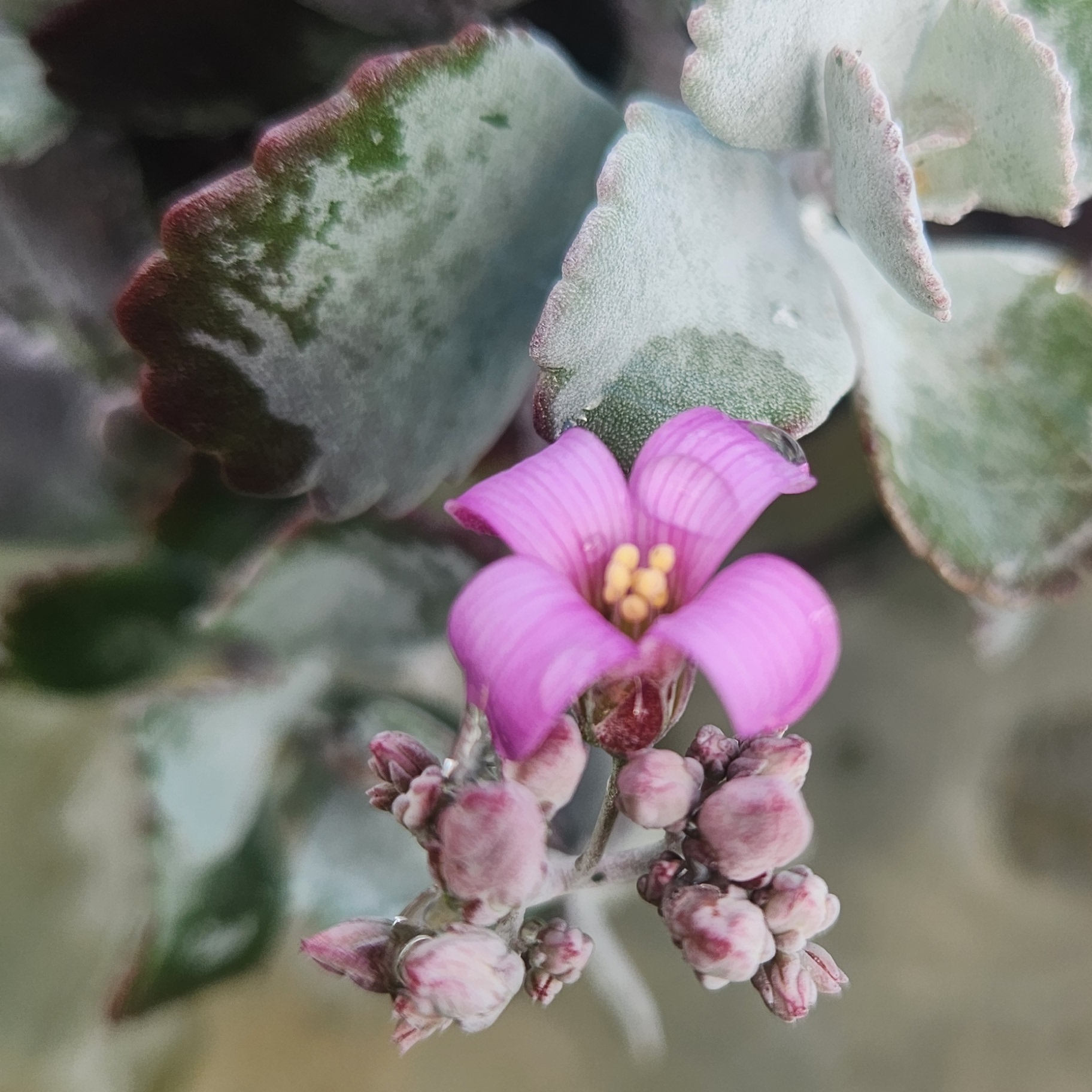 Kalanchoe pumila ‘Quicksilver’