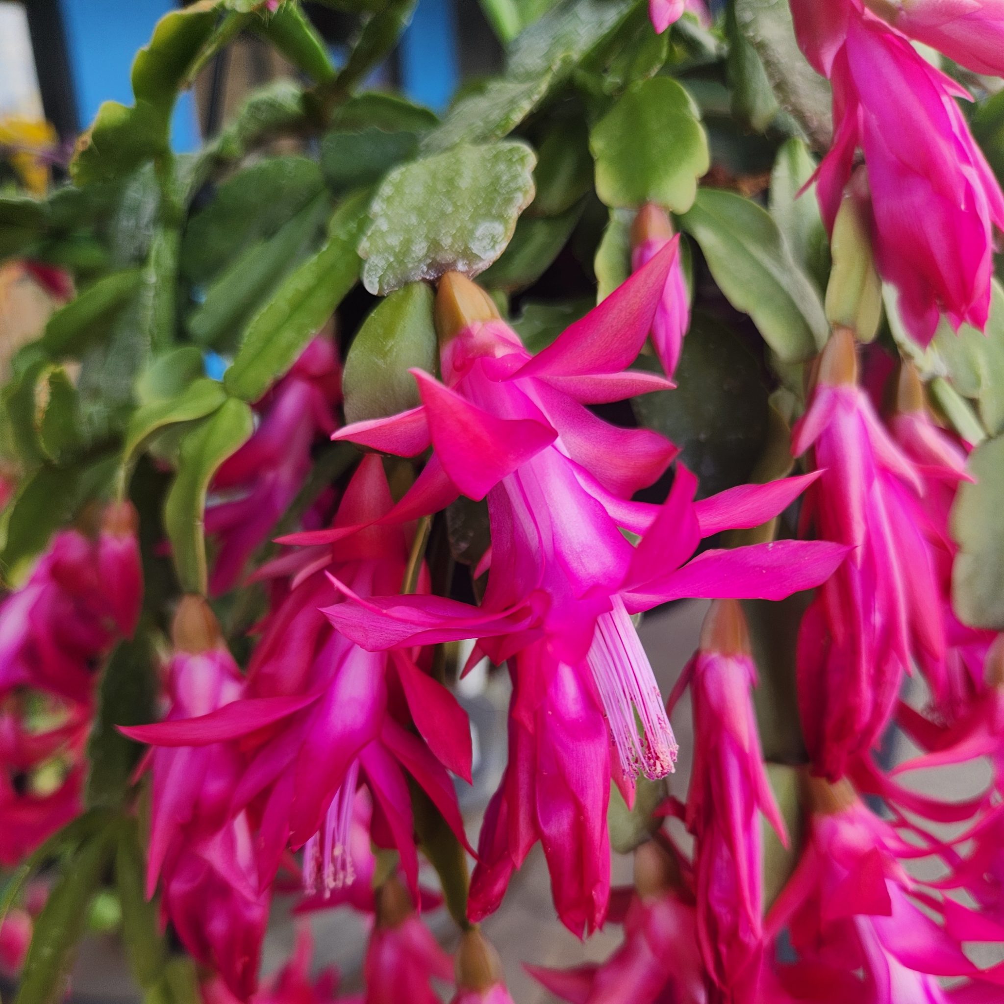 Zygocactus ‘Hot Pink’