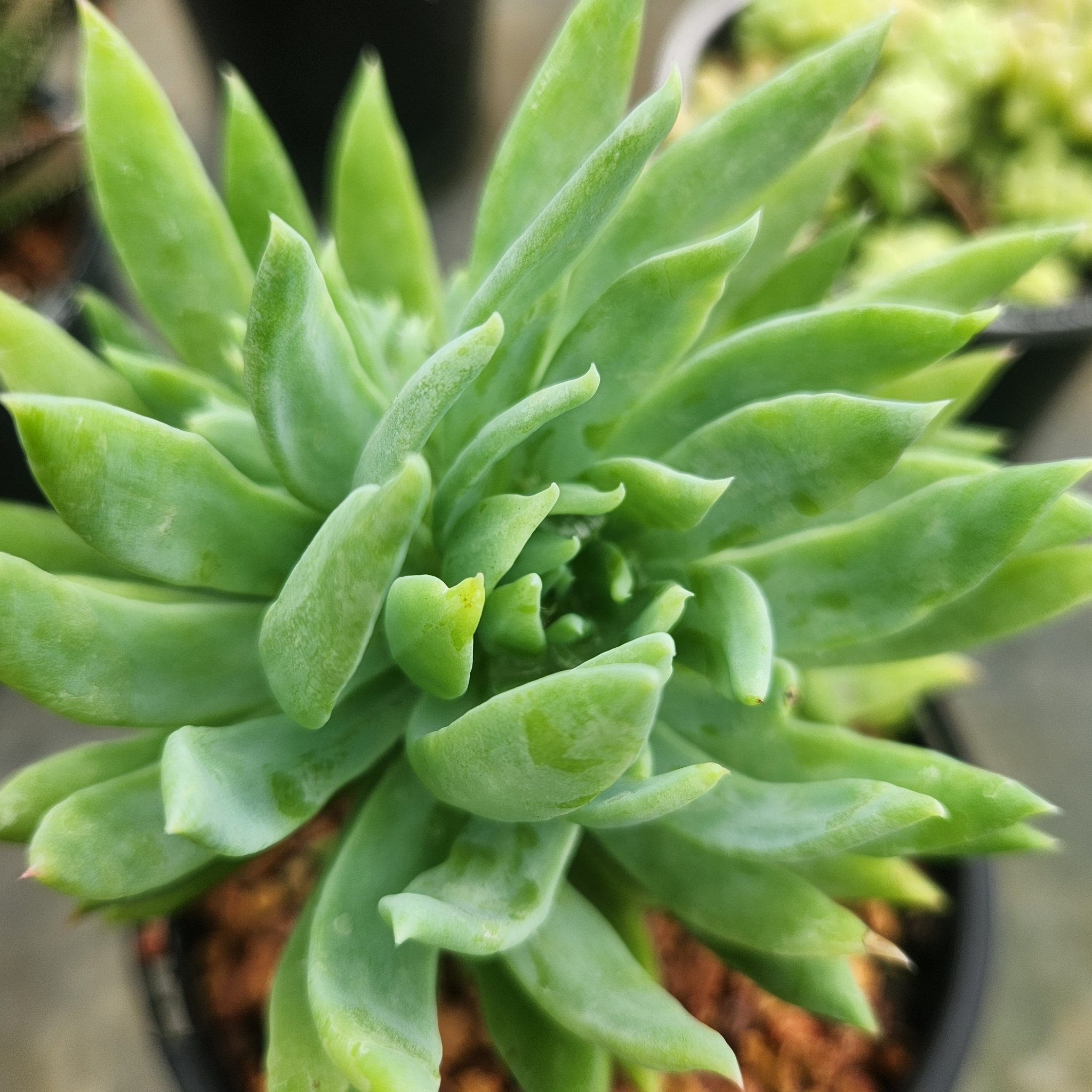 Graptoveria Fanfare