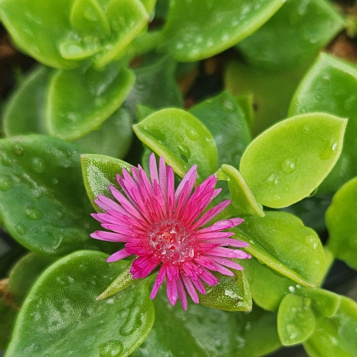 Mesembryanthemum cordifolium – Baby Sunrose