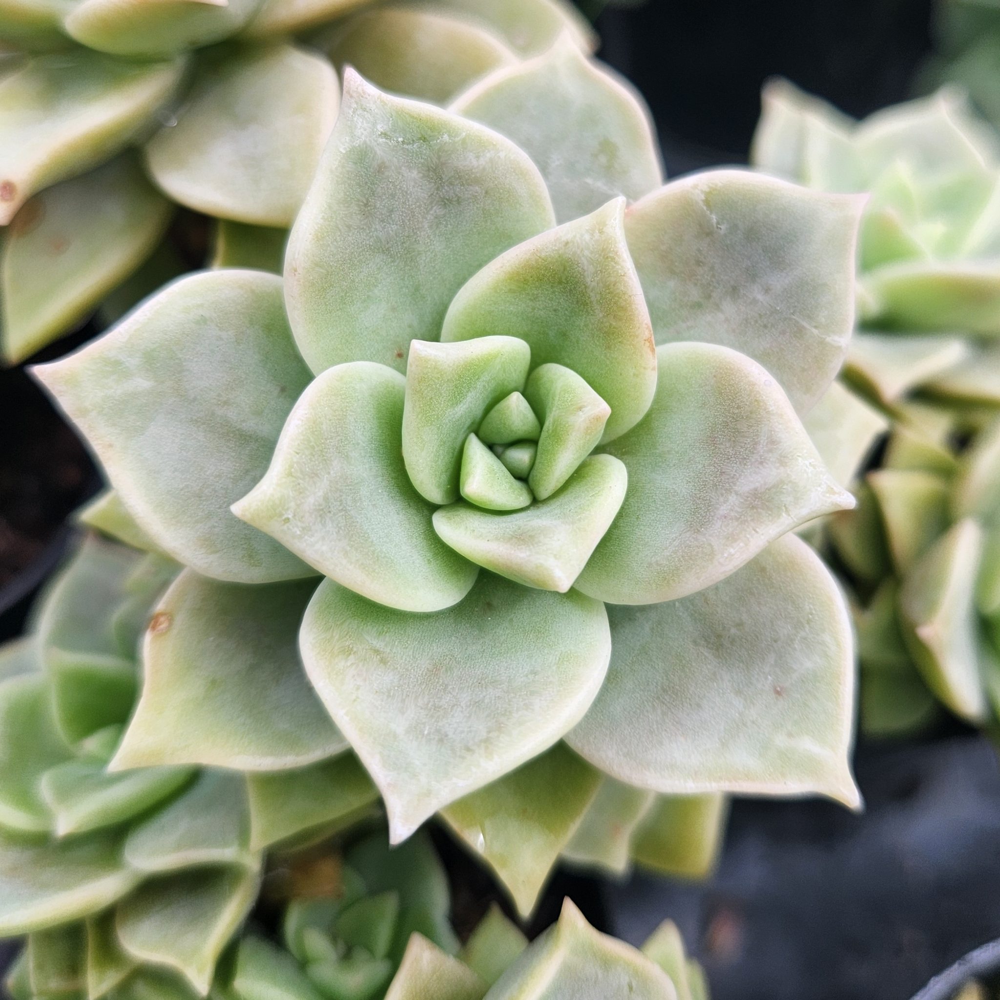 Graptoveria – Mother of Pearl