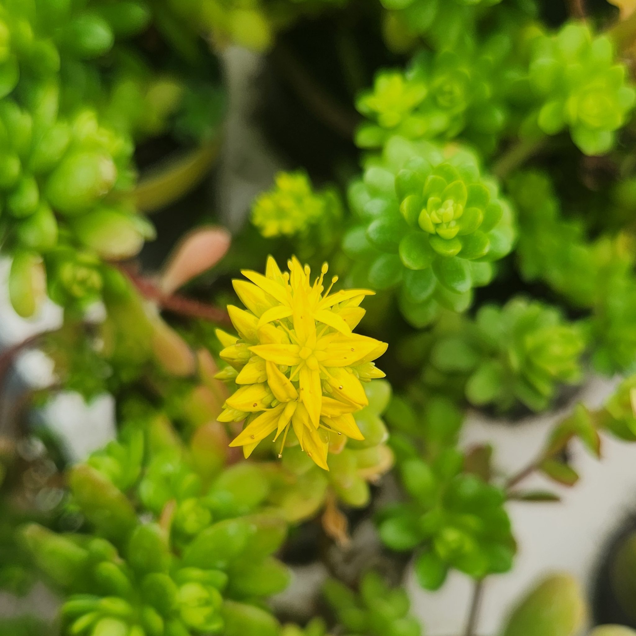 Sedum confusum