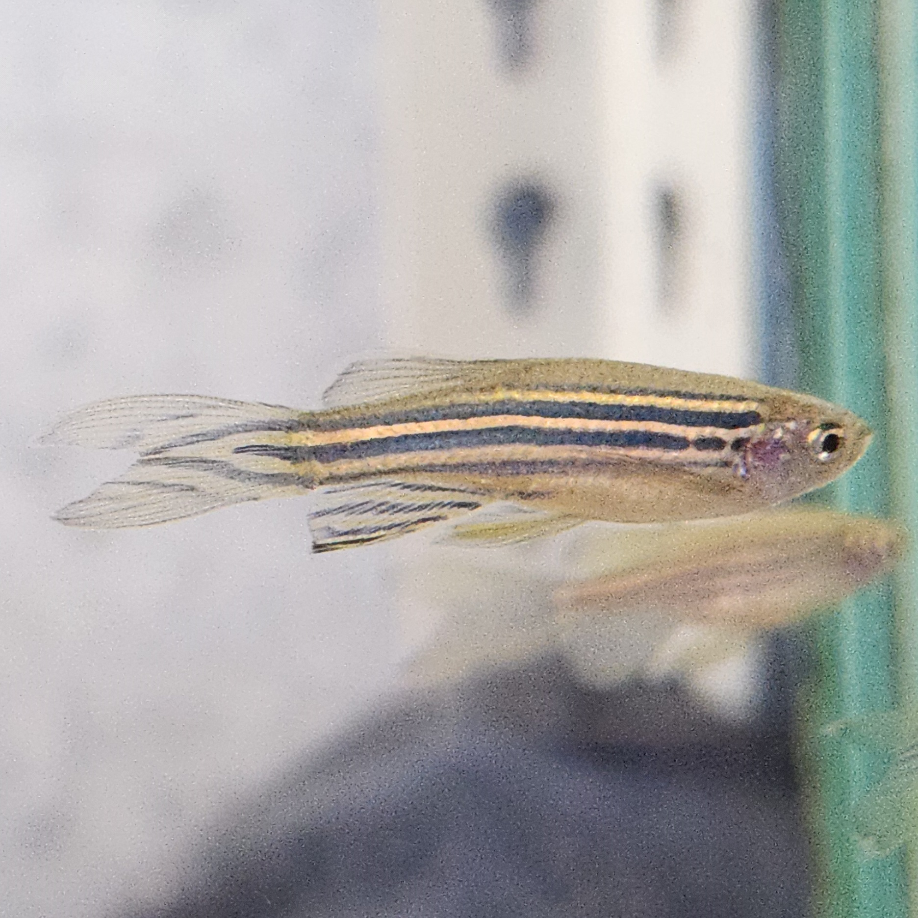 Zebra Danios