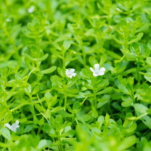 Bacopa monnieri Aquarium Tube Pot