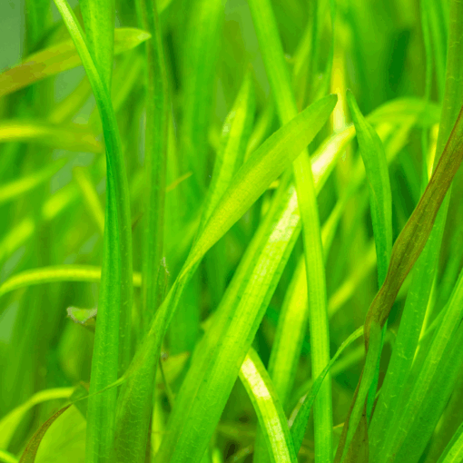 Vallisneria Aquarium Tube Pot