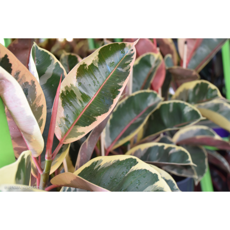 Rubber Plant – Variegated