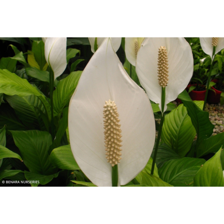 Spathiphyllum Peace Lily – 14cm Pot