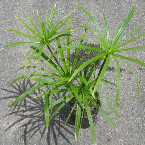 Umbrella Grass - The Pond Shop