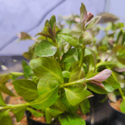 Ludwigia Aquarium Tube Pot