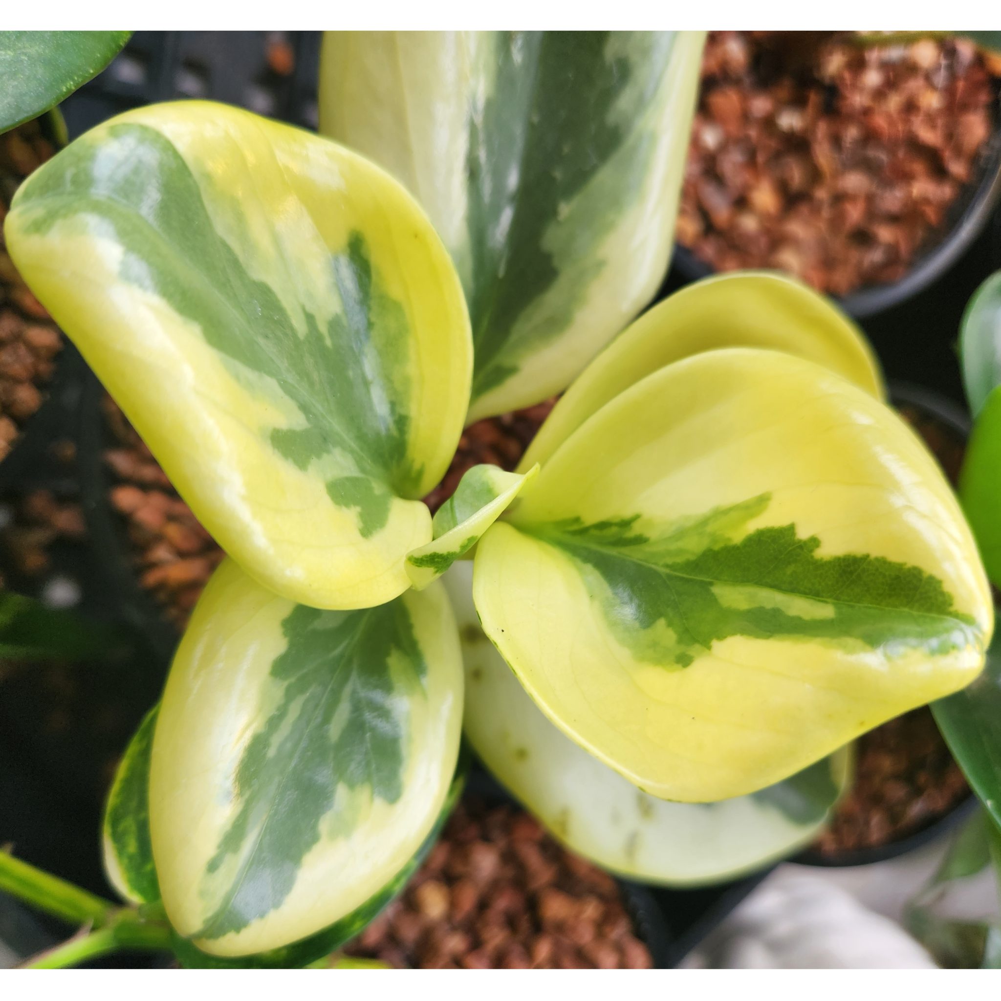 Peperomia – Variegated – 14cm Pot