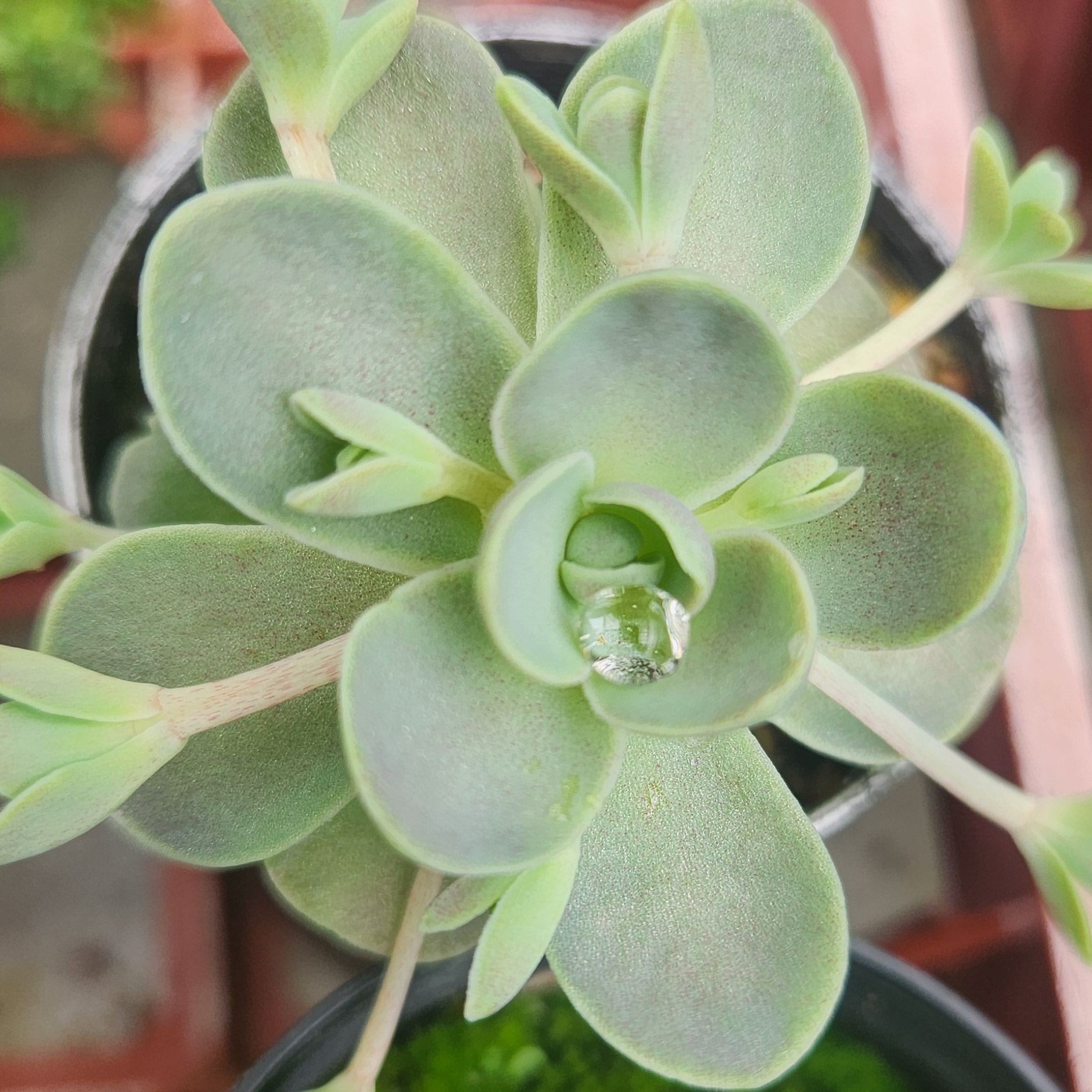 Orostachys iwarenge – Chinese Dunce Cap