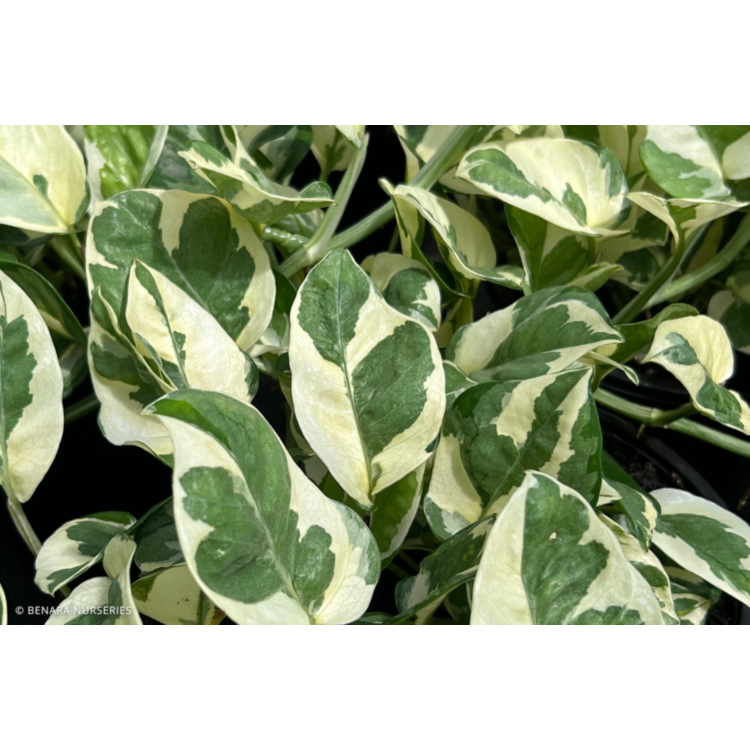 Epipremnum Devil’s Ivy – Variegated – 14cm Pot