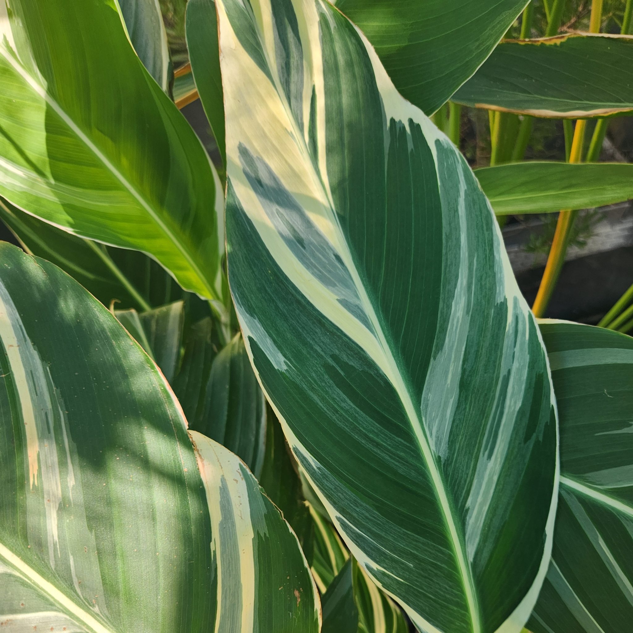 Water Canna