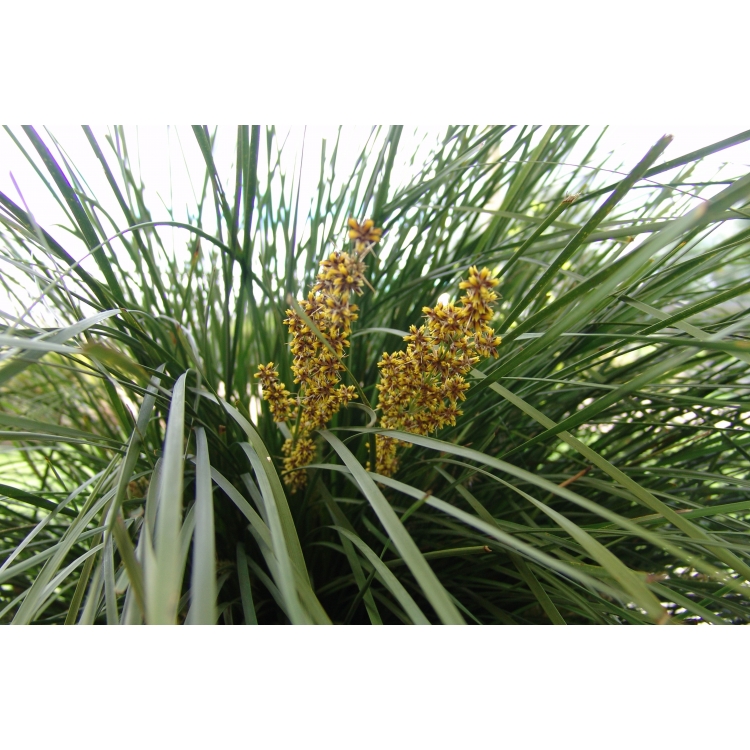 Spiny Headed Mat Rush – Lomandra -20cm Pot