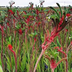 Native Plants