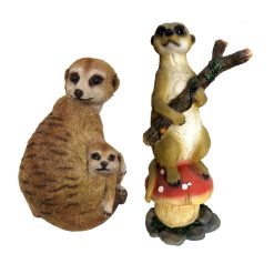 Meerkats