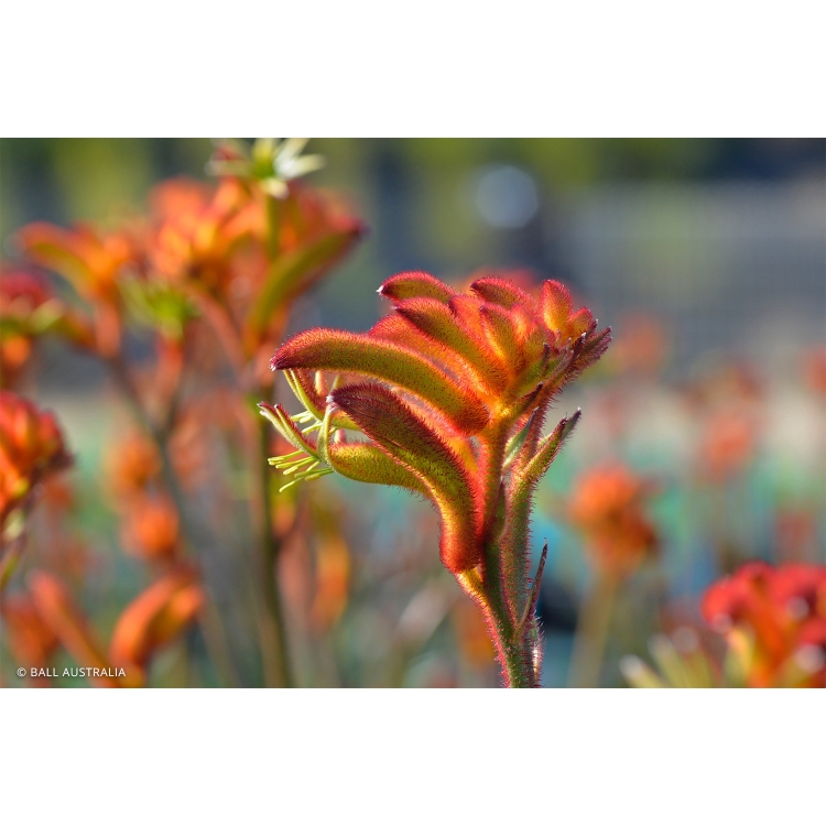 Kangaroo Paw – Orange