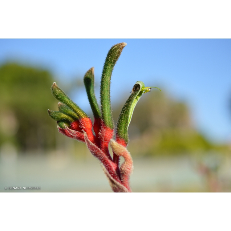 Kangaroo Paw – Floral Emblem