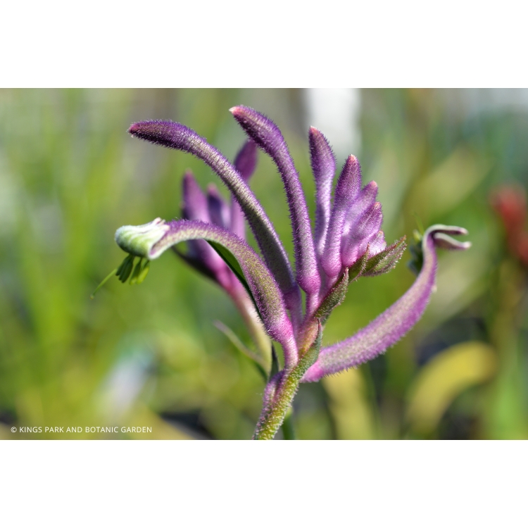 Kangaroo Paw – Purple – 14cm Pot