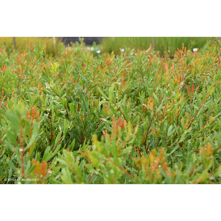 Variable-Leaved Hakea – 14cm Pot