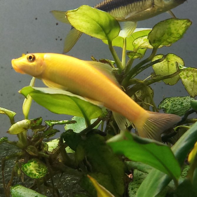 Golden Algae Eater