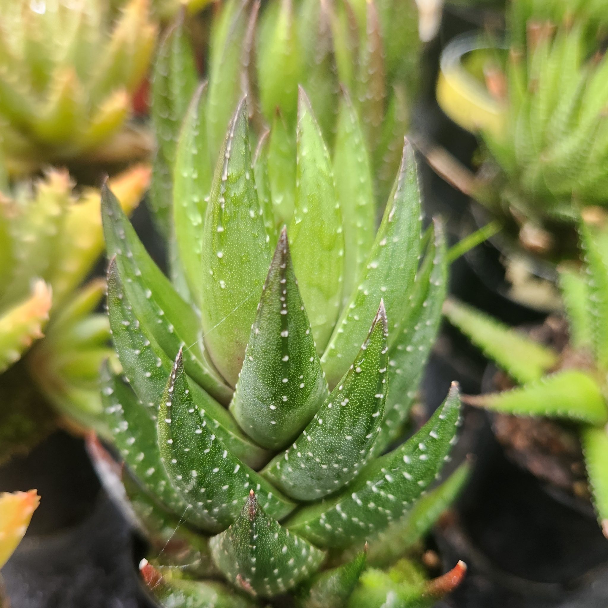 Haworthia coarctata – Crowded Haworthia