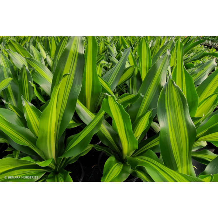 Dracaena – Happy Plant – 18-20cm Pot