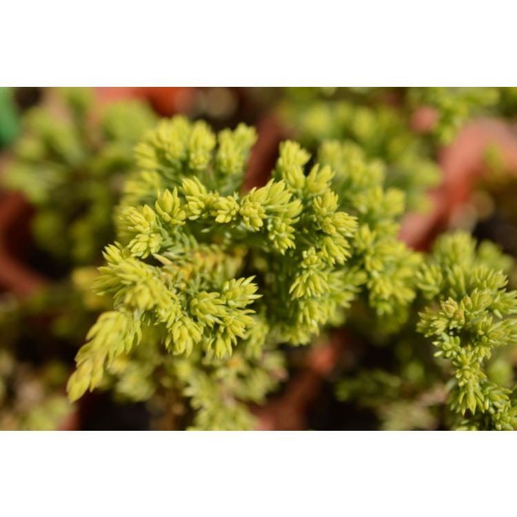 Juniperus procumbens nana – 14cm Pot