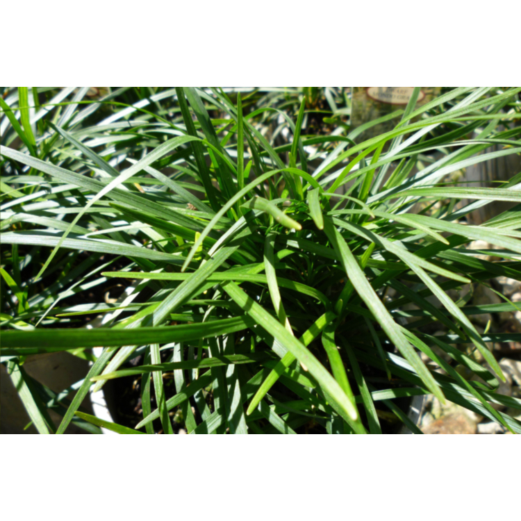 Mondo Grass – 10cm Pot