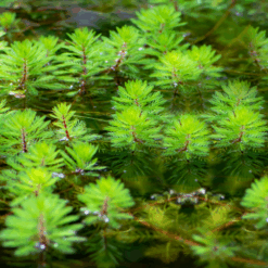 Red-Stem Milfoil
