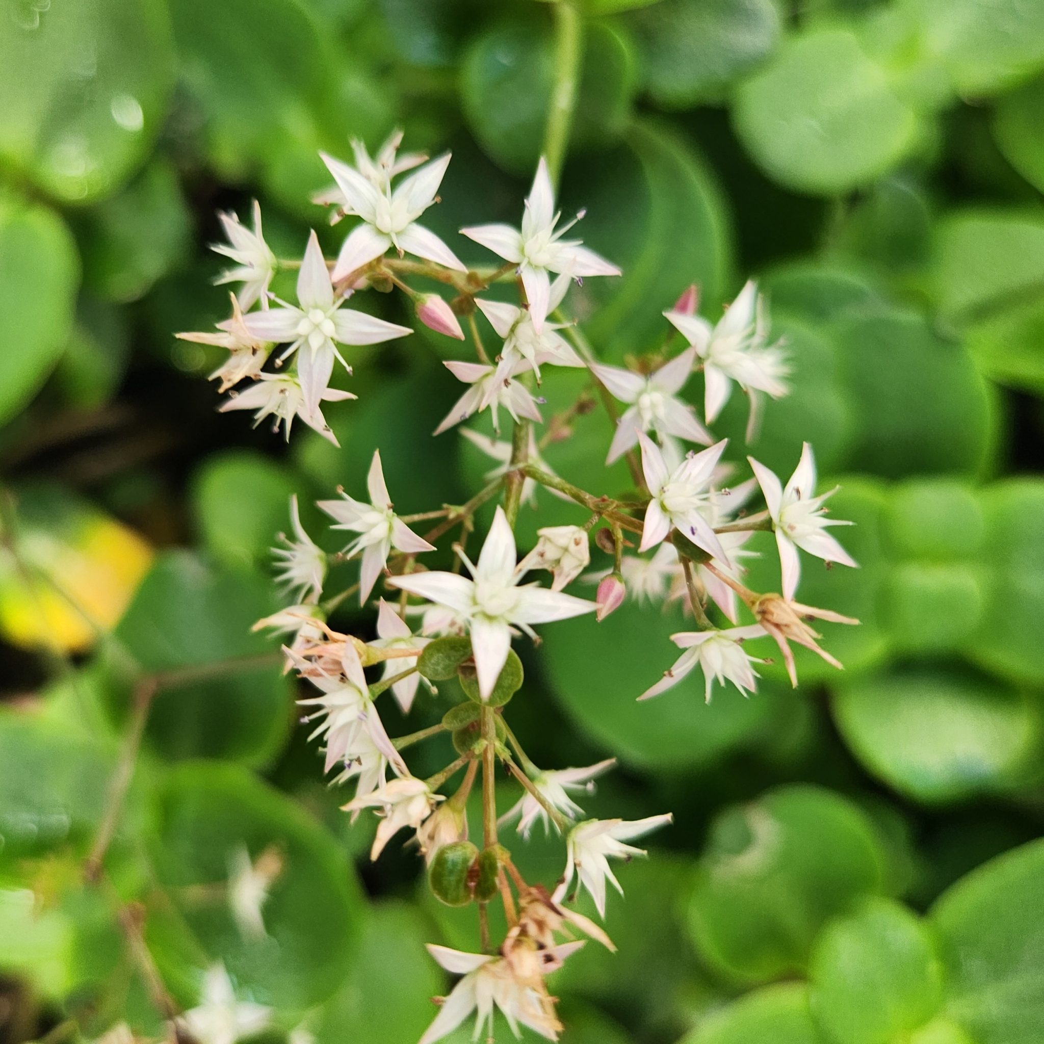 Plectranthus verticillatus – Swedish Ivy