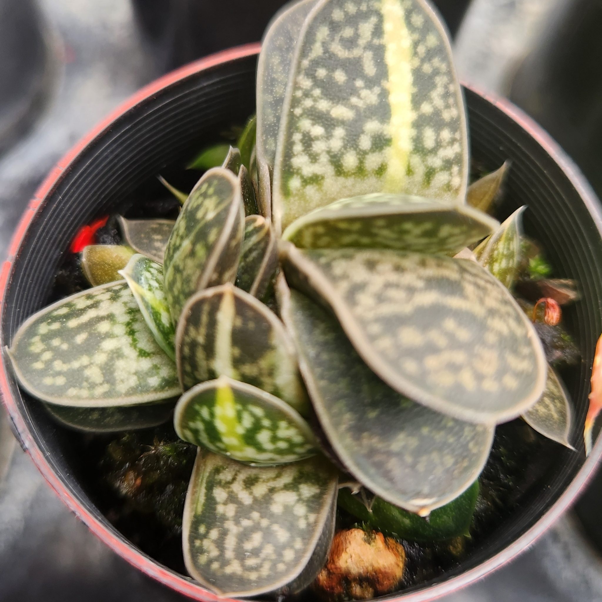 Gasteria minima – Lawyer’s Tongue