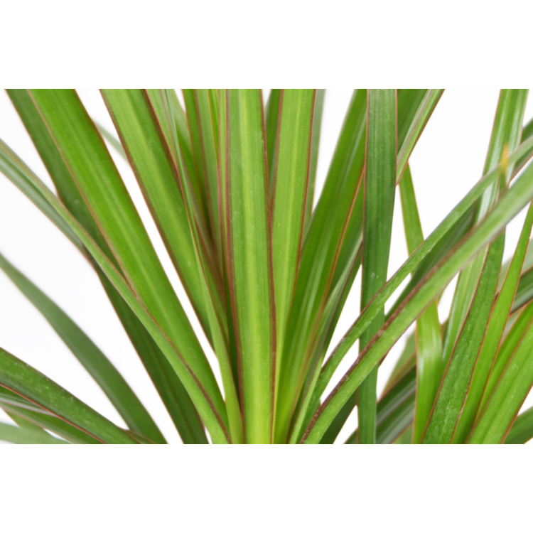 Dracaena – Madagascar Dragon Tree – 17-20cm Pot