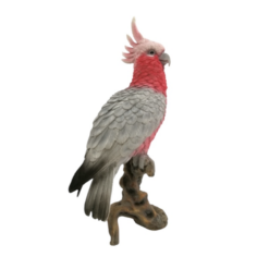 Cockatoo on Branch