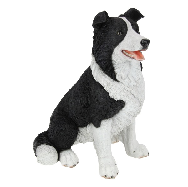 Sitting Border Collie