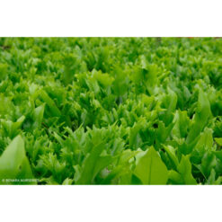 Microsorum Green Flame