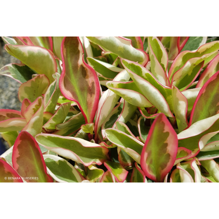 Peperomia Jelly – 14cm Pot