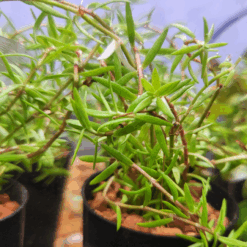 Water Starwort Aquarium Tube Pot