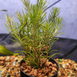 Red-Stem Milfoil Aquarium Tube Pot