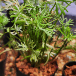 River Buttercup Aquarium Tube Pot