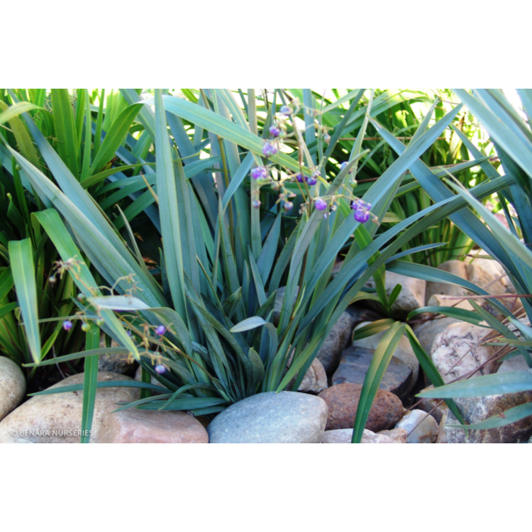 Dianella - Cassa Blue - 14cm Pot