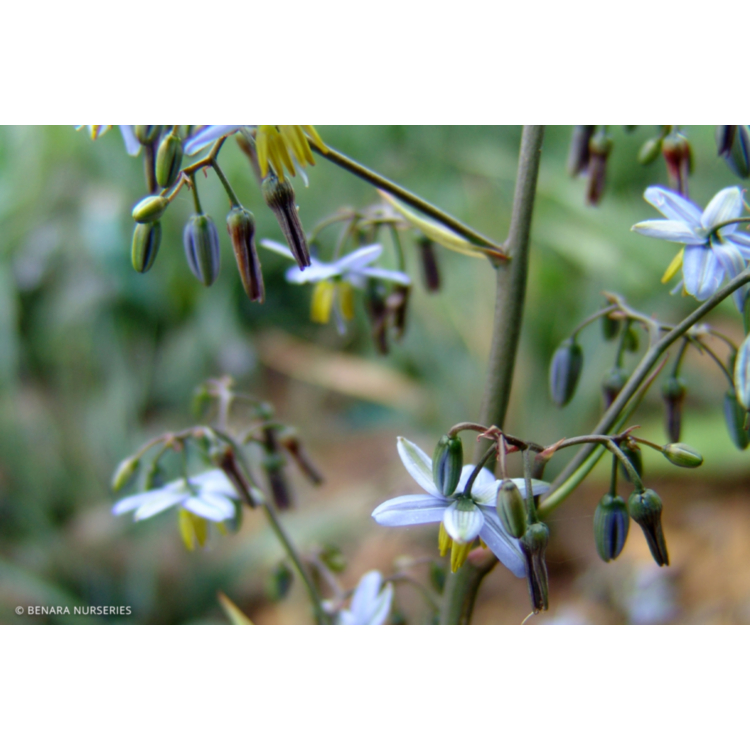 Dianella - Cassa Blue - 14cm Pot