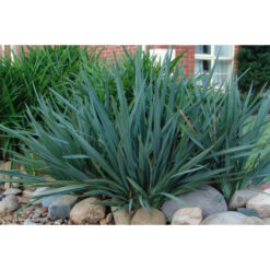 Dianella - Cassa Blue - 14cm Pot