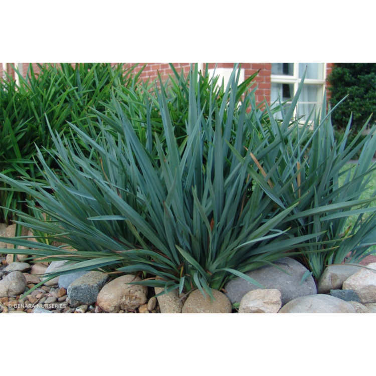 Dianella – Cassa Blue – 14cm Pot