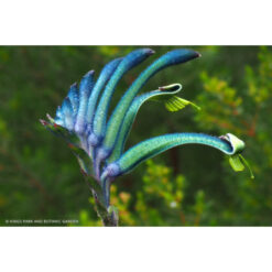 Kangaroo Paw – Blue / Purple – 14cm Pot