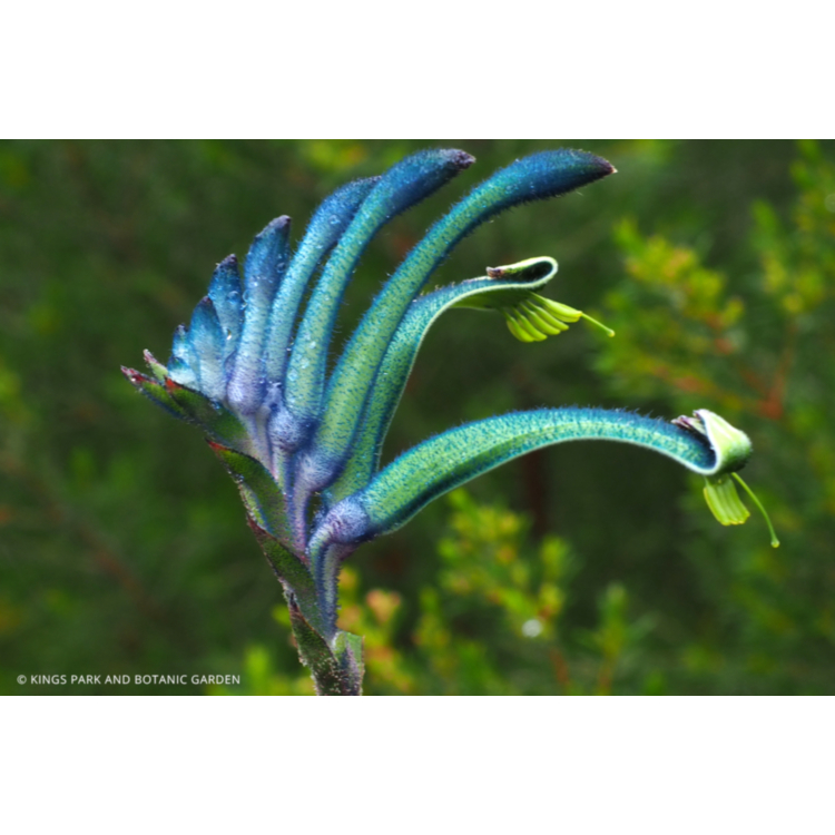 Kangaroo Paw – Blue / Purple – 14cm Pot
