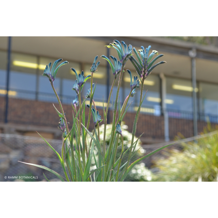Kangaroo Paw – Blue / Purple – 14cm Pot