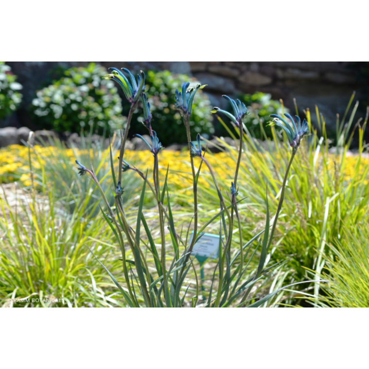 Kangaroo Paw – Blue / Purple – 14cm Pot