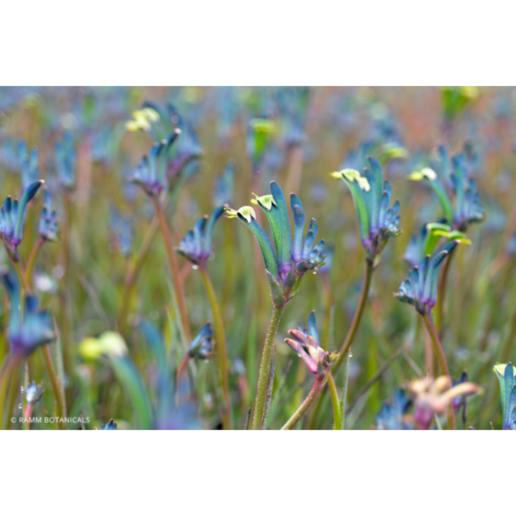Kangaroo Paw – Blue / Purple – 14cm Pot